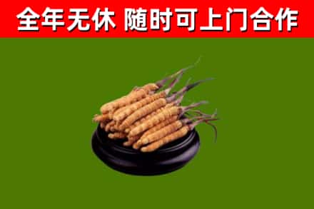 德宏烟酒回收冬虫夏草.jpg